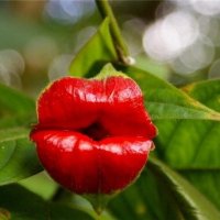 цветок Kiss или Поцелуй :: Galina194701 