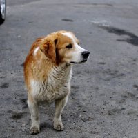 Бездомная собака :: Наталья Сергеевна