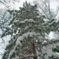 Зима :: Евгений Агудов