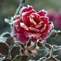 Даже зимой розы пахнут малиной :: Valentina Lujbimova [lotos 5]
