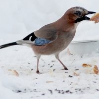 Унести бы! :: Ольга Бузунова