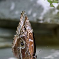Бабочка :: Сергей Сёмин