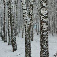 И вот опять березы ..... :: Надежда Баликова