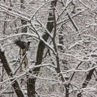 Черный ворон, что ж ты вьешься..... :: Татьяна_Ш 