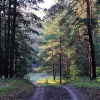 Встречает лес росистой тишиной... :: Лесо-Вед (Баранов)