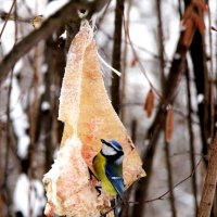 Птичка и свиное ухо! :: Наташа Шамаева