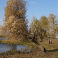 гнуло, гнуло, не сломало :: Регина Смиян