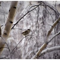 Зима :: Виктор Агеев