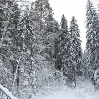 зимний лес :: Сергей Дихтенко