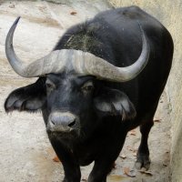 Африканский буйвол :: Елена Шемякина