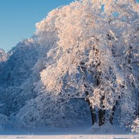 Зима в лесу :: Алёна Колесова