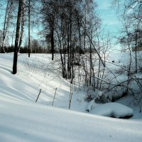 В лесу :: Евгения Каравашкина