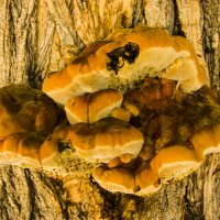 Деревянные грибы :: Gennadiy Karasev