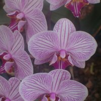 орхидеи :: Герович Лилия 