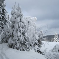 Зима. 2015 :: Ольга Теткина