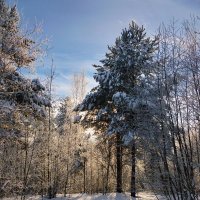 Зимний лес :: Светлана 