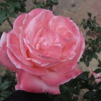 Чудо - роза!!! :: Герович Лилия 
