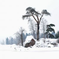 Выборг. Парк Монрепо :: Владимир Шутов