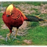 Золотой фазан (красный) :: Nikolay Monahov
