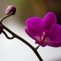 Орхидея доритинопсис Королева Красного Неба :: Ирина Приходько
