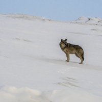 Одинокий волк. :: Юрий Харченко