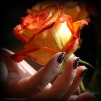 И сердце так приятно замирает от розы трепетной, подаренной тобой… :: Anna Gornostayeva