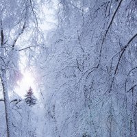 Зимние кружева леса :: Ева Олерских