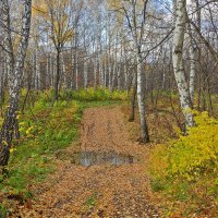 Лесная дорога :: Любовь Потеряхина