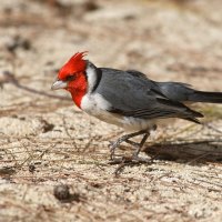 red-crested cardinal :: Sofia Rakitskaia