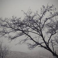 Туман :: Tanika Неделенко