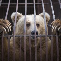 тяньшанский белокоготный медведь :: Vladimir Valker