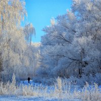 Прогулка в зимнем лесу :: Татьяна Нижаде