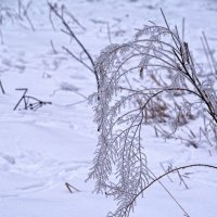 Зима :: Tatiana Kretova