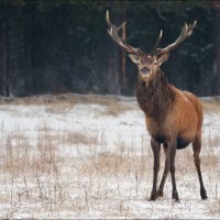 Благородный олень :: Влад Соколовский