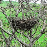 Птичье гнездо в Херсонесе :: Александр Костьянов