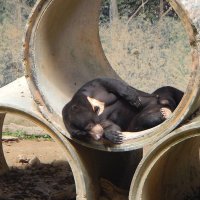 В зоопарке Кота Кинабалу. Это бируанг – малайский медведь :: Елена Павлова (Смолова)