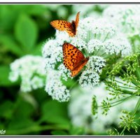 Бабочки :: Виктор Новоженин