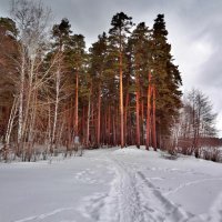 Сосновый лес. :: Ирина 