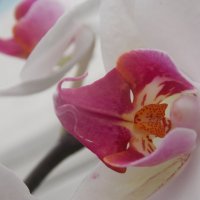 Орхидеи :: Екатерина Лукьянова
