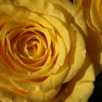 Жёлтые розы :: Mariya laimite