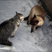 Коты :: Татьяна Пальчикова
