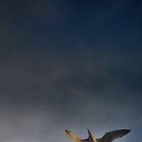 Свободная чайка парила над морем :: Лена Арефьева