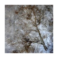 деревья-01 :: наташа савельева 