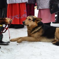 подозрительные мысли :: Ольга Грязных