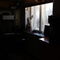 Белая кошка в черной комнате. :: Виталий Батов