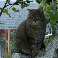 Фотография кошки Матрёны на яблоне :: Юрий А. Денисов