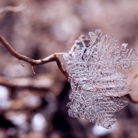 Когда зиме снится весна,то листья распускаются даже изо льда.. :: Елена Леневенко