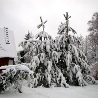 Сосны в снегу :: alek48s 