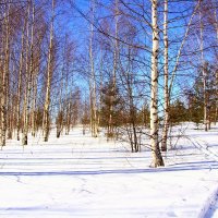 Лыжня в лесу :: Наталья Серегина