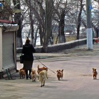 кто кого выгуливает? :: Александр Корчемный